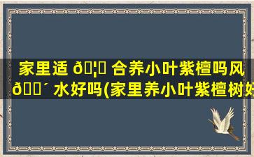 家里适 🦊 合养小叶紫檀吗风 🌴 水好吗(家里养小叶紫檀树好吗 摆放禁忌有哪些)